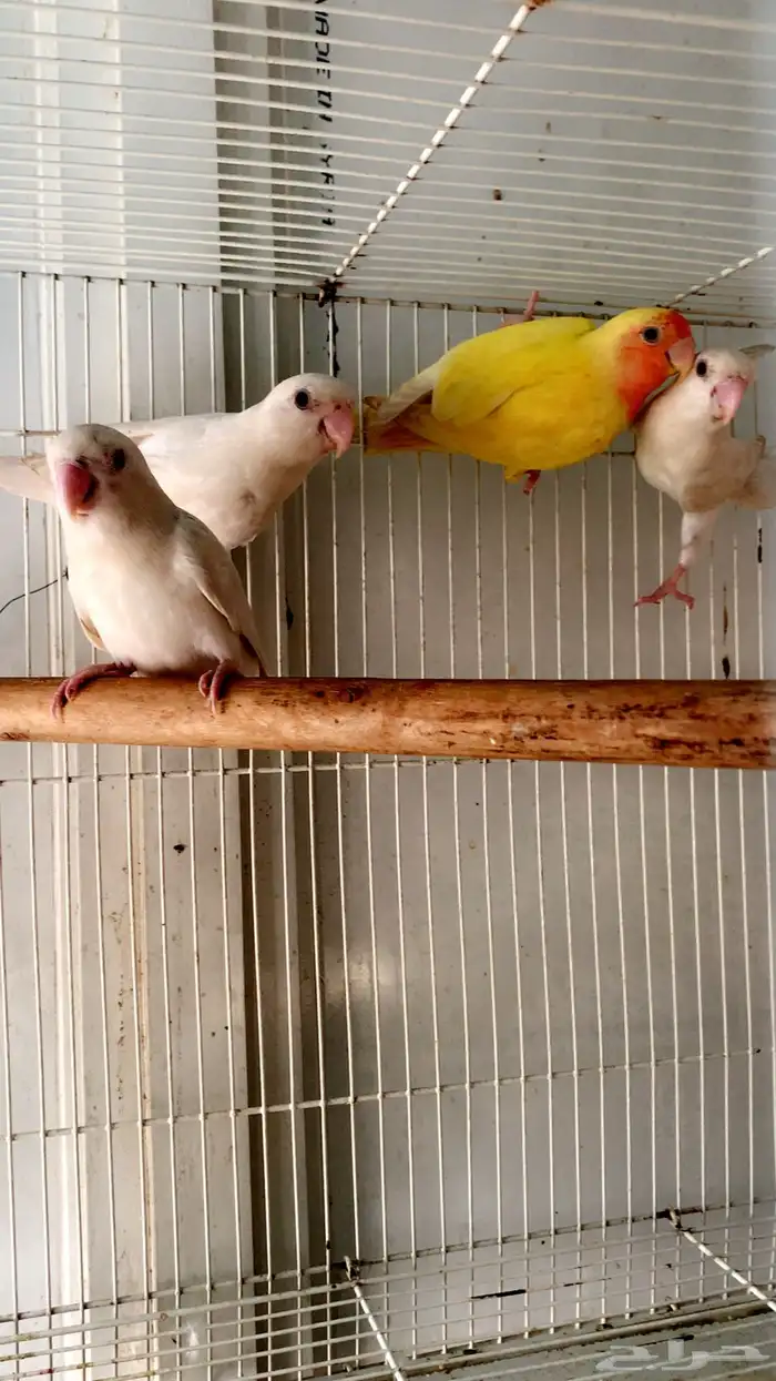 فردات روز البينو وحبه لاتينو عيون حمر 0