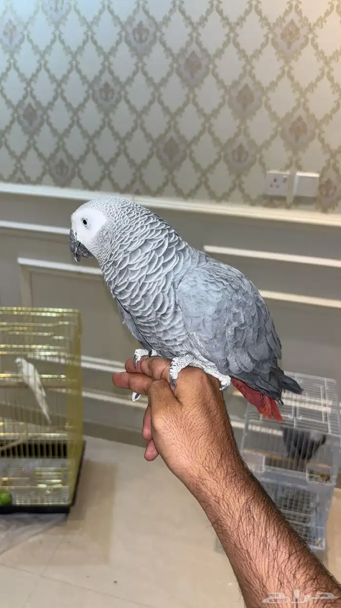 كاسكو اليف متكلم 13