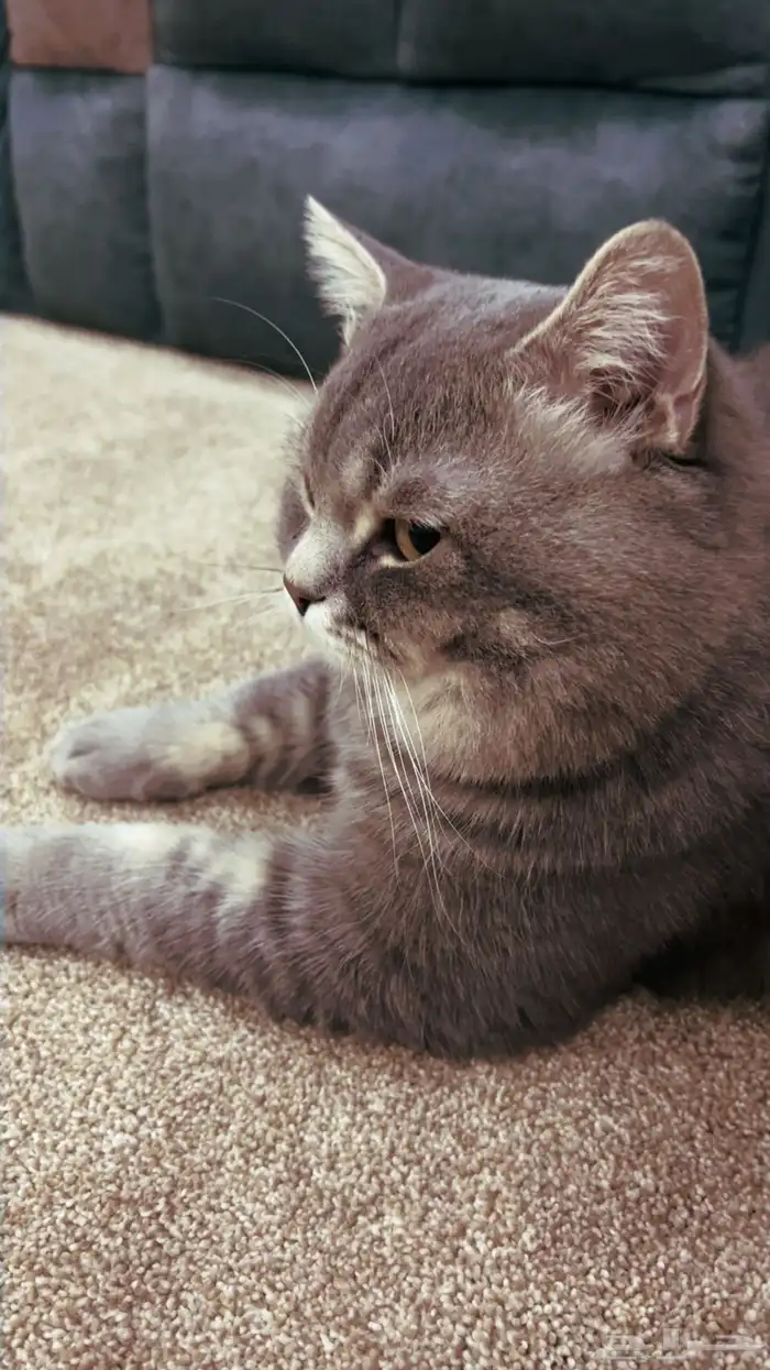 قط ذكر سكوتش ستريت -اذان مستقيمة- تخفيض سعر البيع .. 9