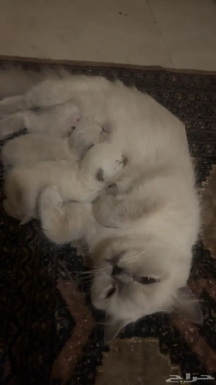 قطه هملايا مع اطفالها واغراضها للبيع 2