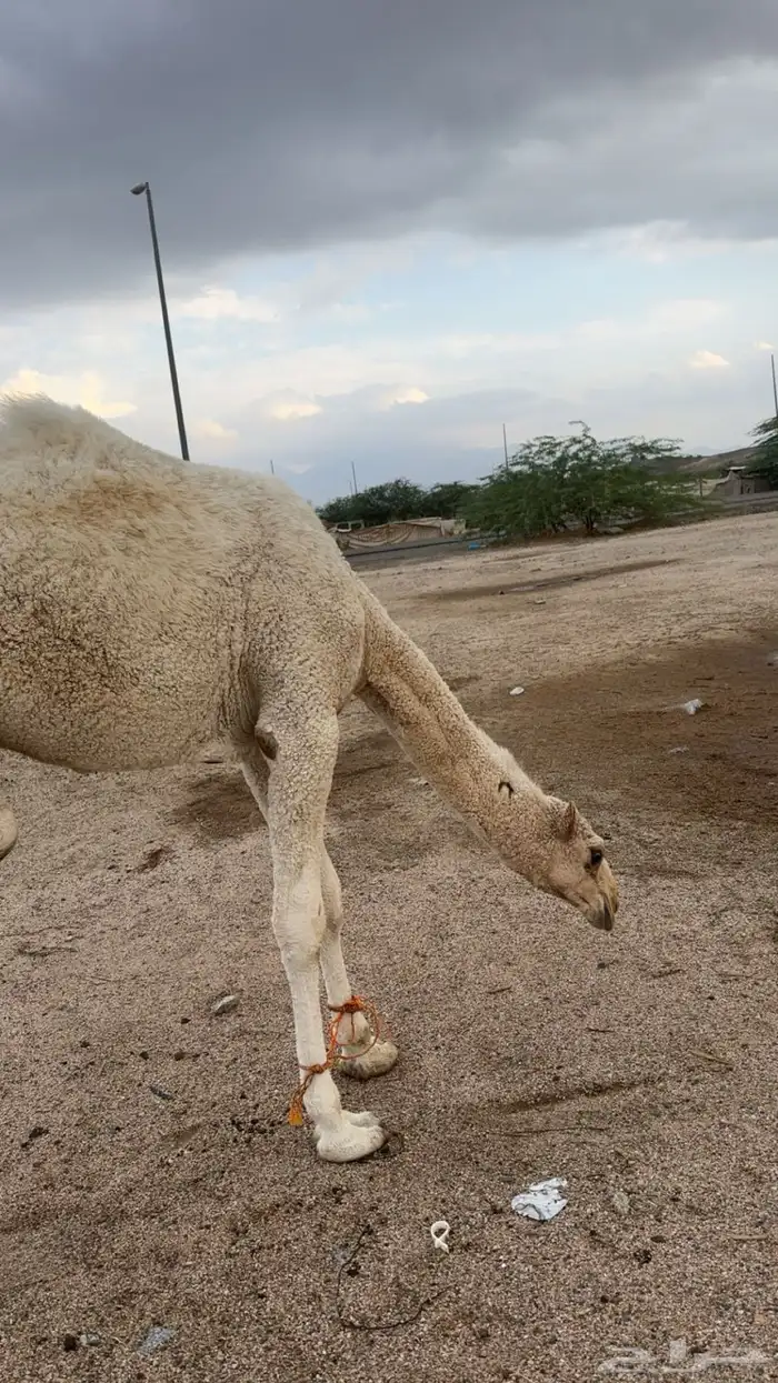 قعود مشروع فحل تمامي على بعير الدويش 3