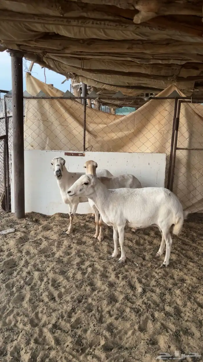 لبيع رفيديات 4