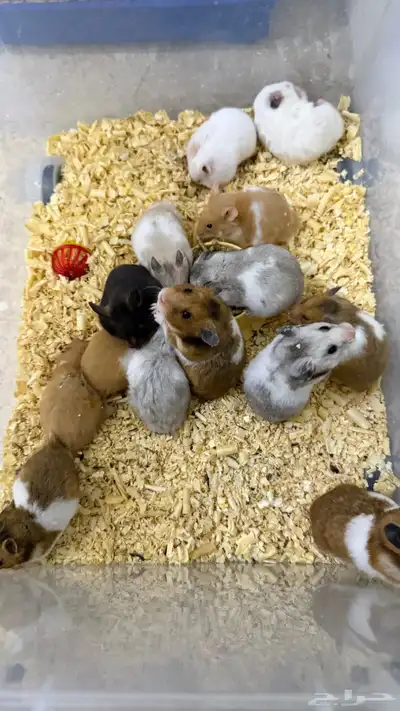 هامستر سوري منتجات index