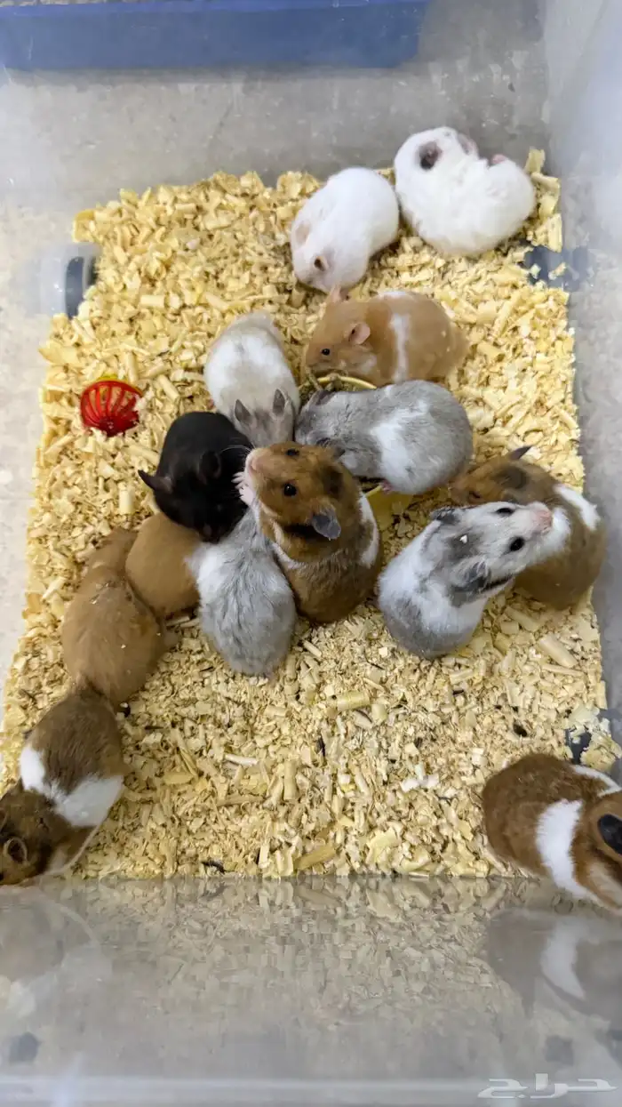 هامستر سوري منتجات 2