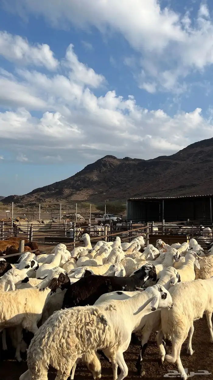 طليان سواكن جادعان شبيه الحري 2