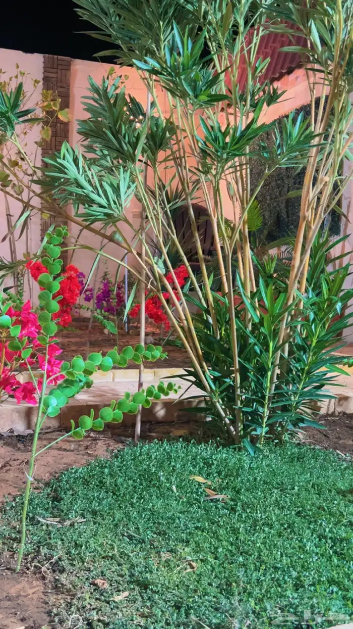 شاليه استراحه للايجار 56