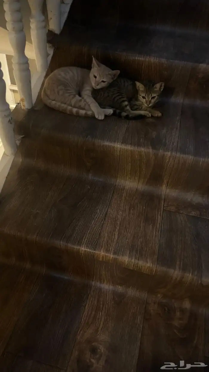 قطط للتبني 2