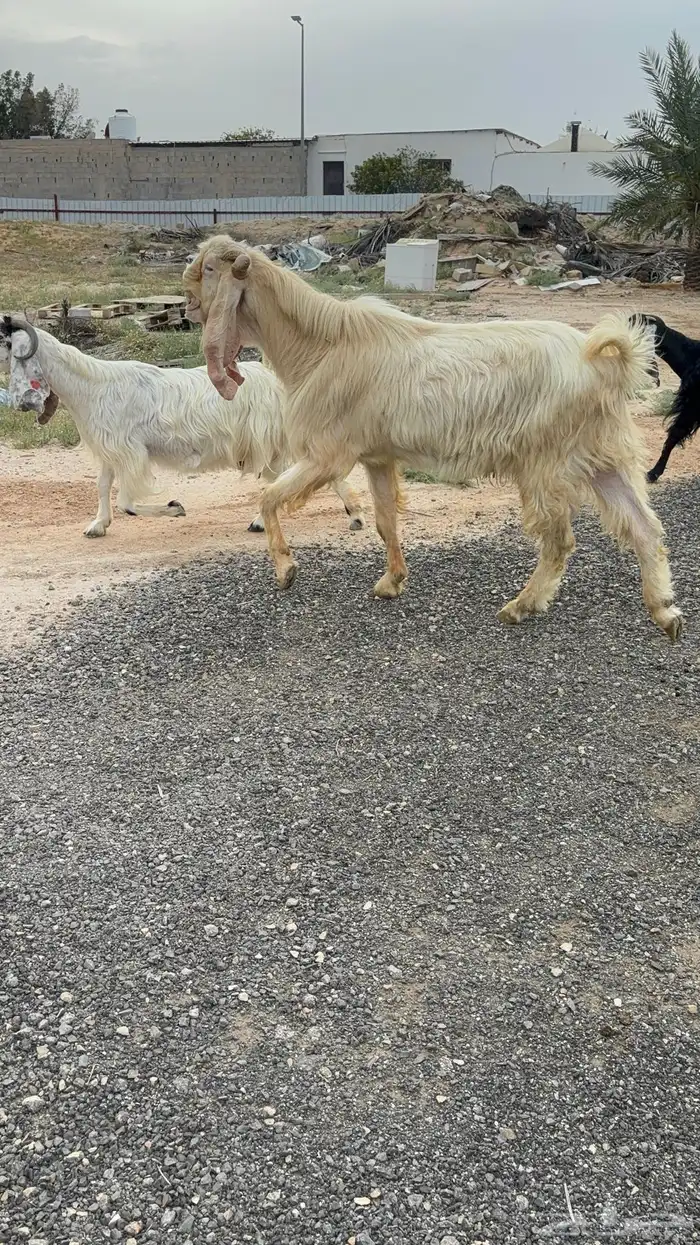 فحل مشروك ابيض 3