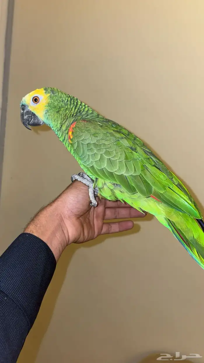 امزوني فرنتد اليف هدد.مع راعيه بكج كامل في الوجه 1