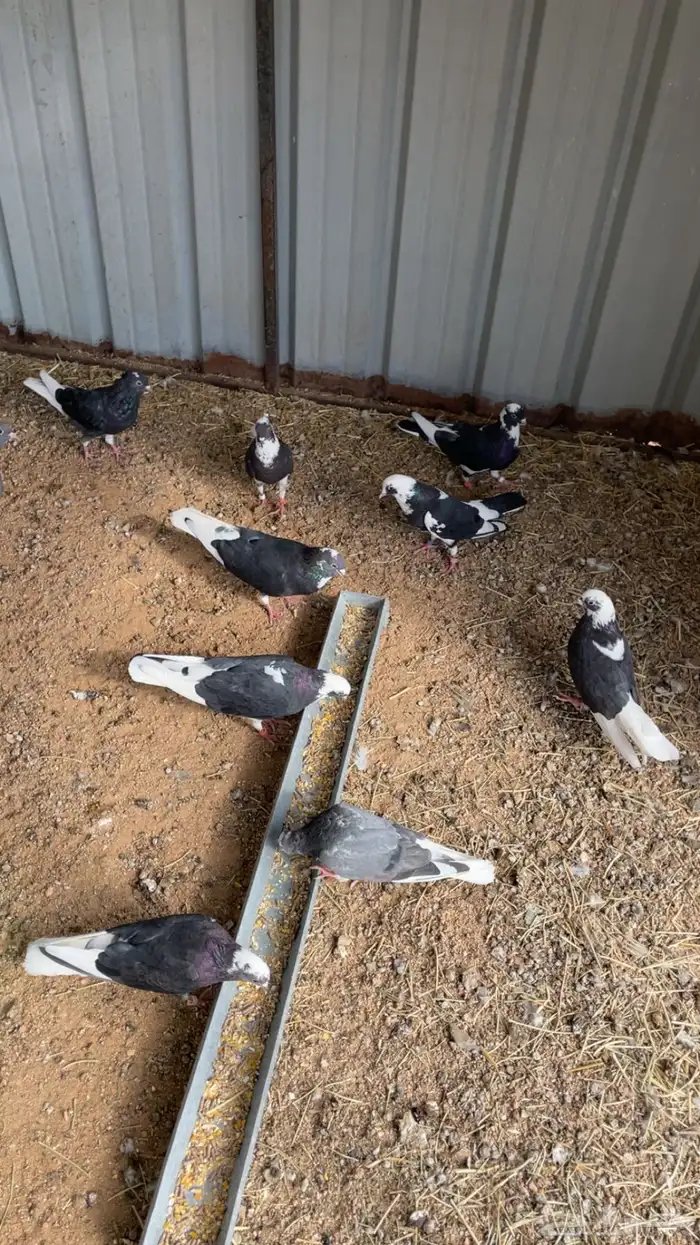 ماشاءالله تبارك الله للبيع قطايف معاريف 0