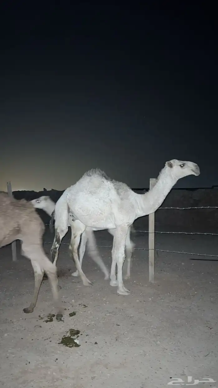 قعدان للبيع جمله او تفريد 5