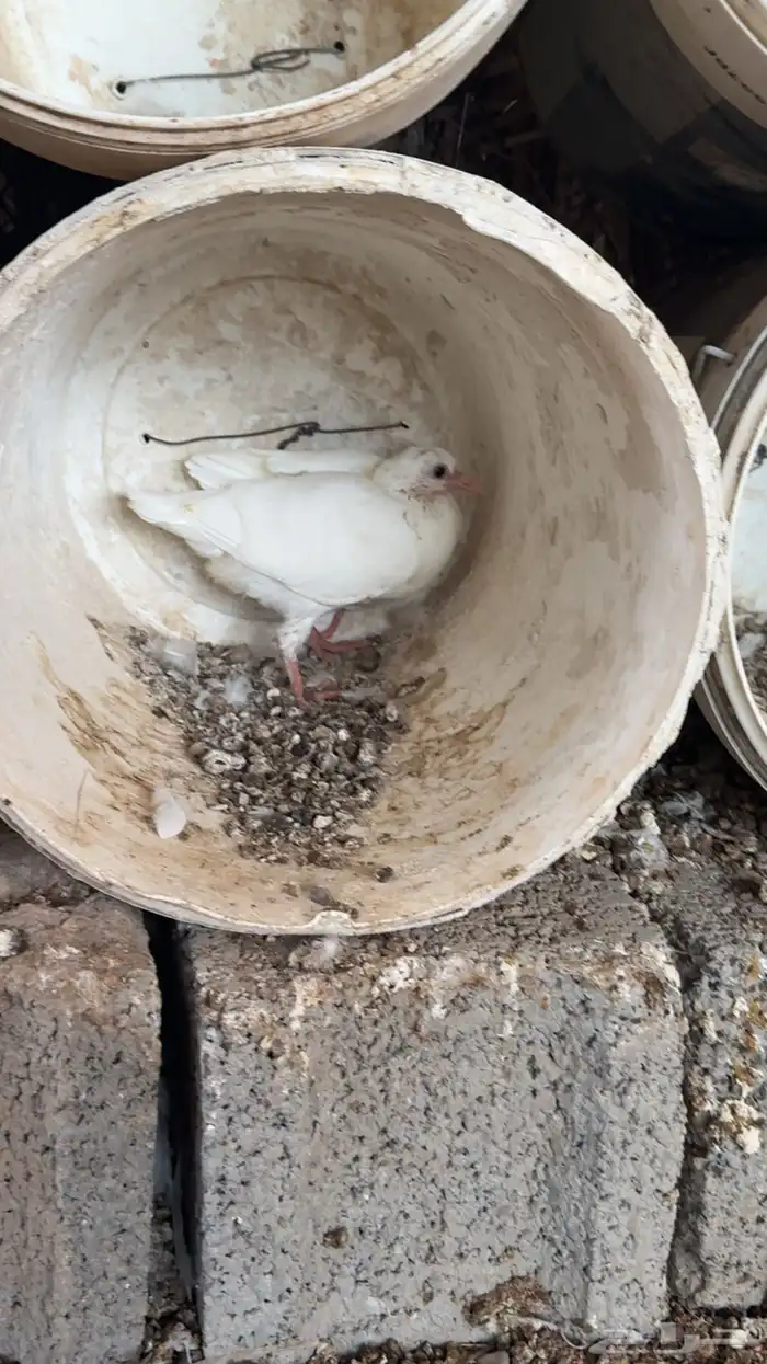 حمام زغاليل 1