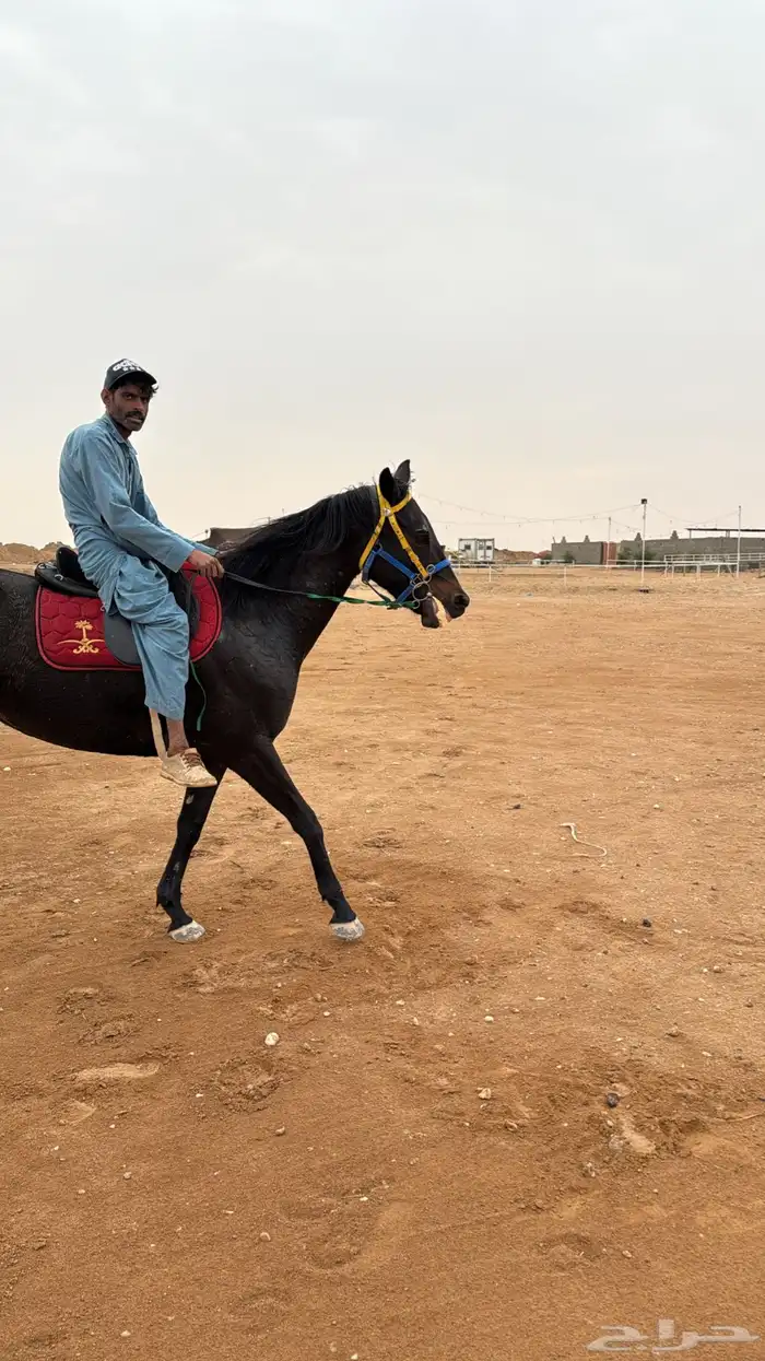 فرس انجليزية 3