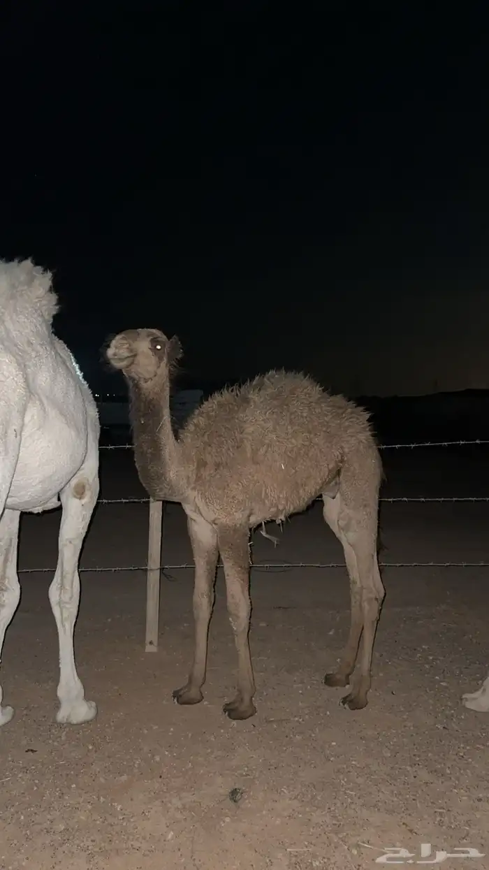 قعدان للبيع جمله او تفريد 9