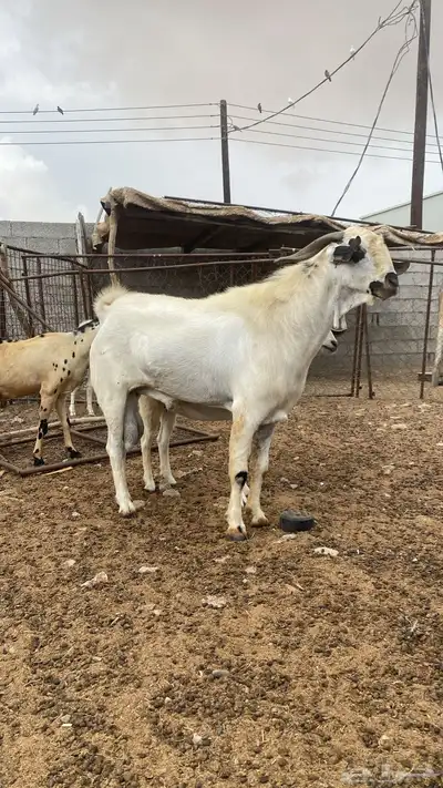 جفرر صنف اصنف العمر شهرين ابوه موضح في اصوره الموقع نااوان index