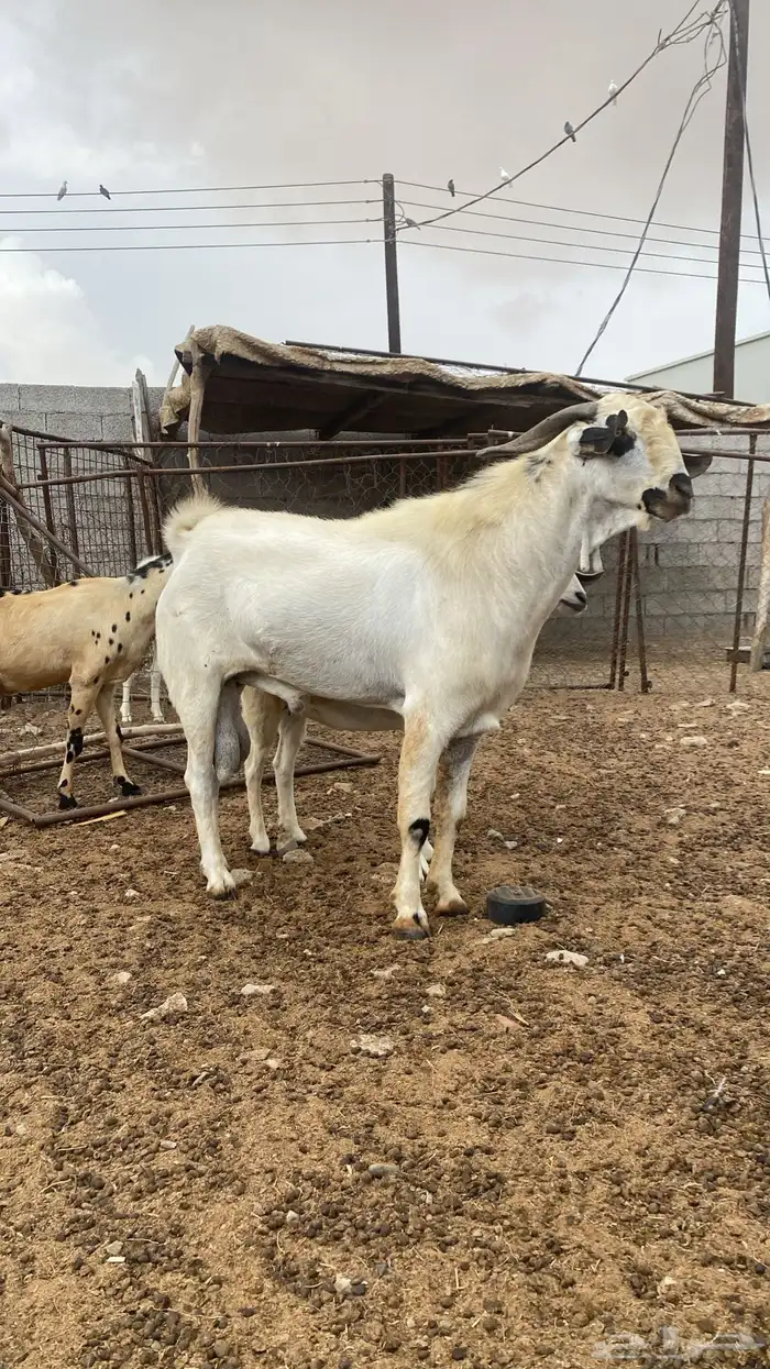 جفرر صنف اصنف العمر شهرين ابوه موضح في اصوره الموقع نااوان 0