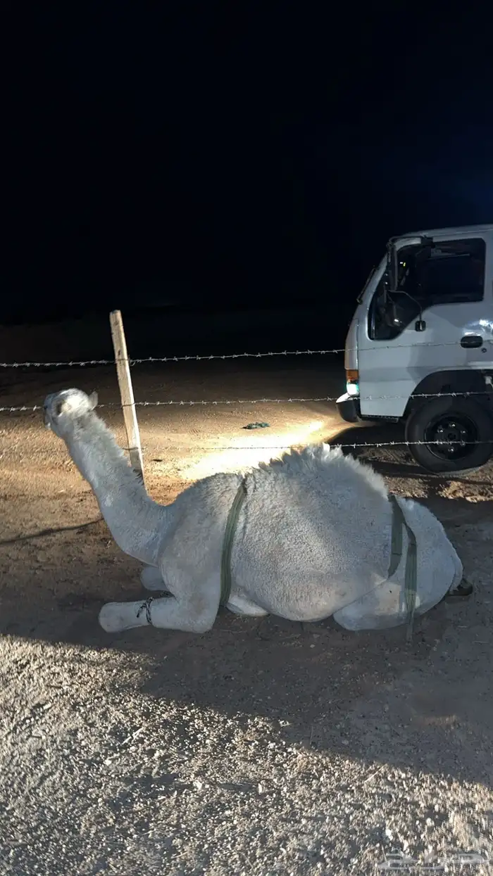 قعدان للبيع جمله او تفريد 0