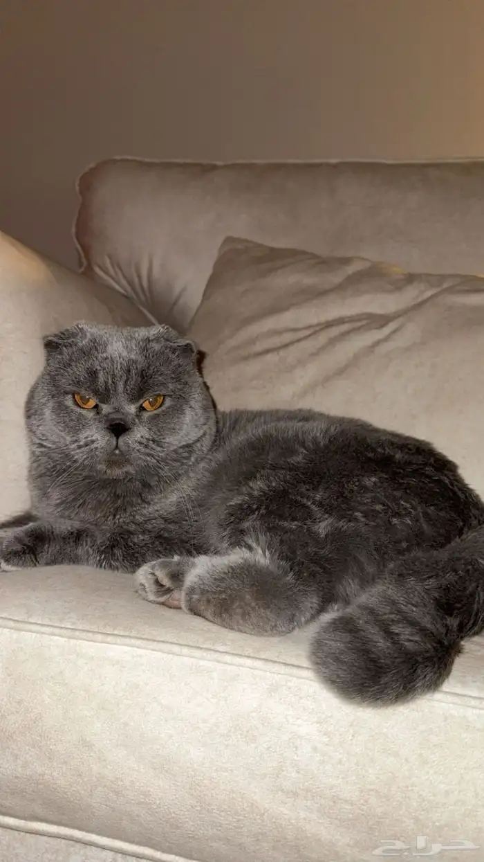 سكوتش فولد ذكر ((للتزاوج فقط)) 0