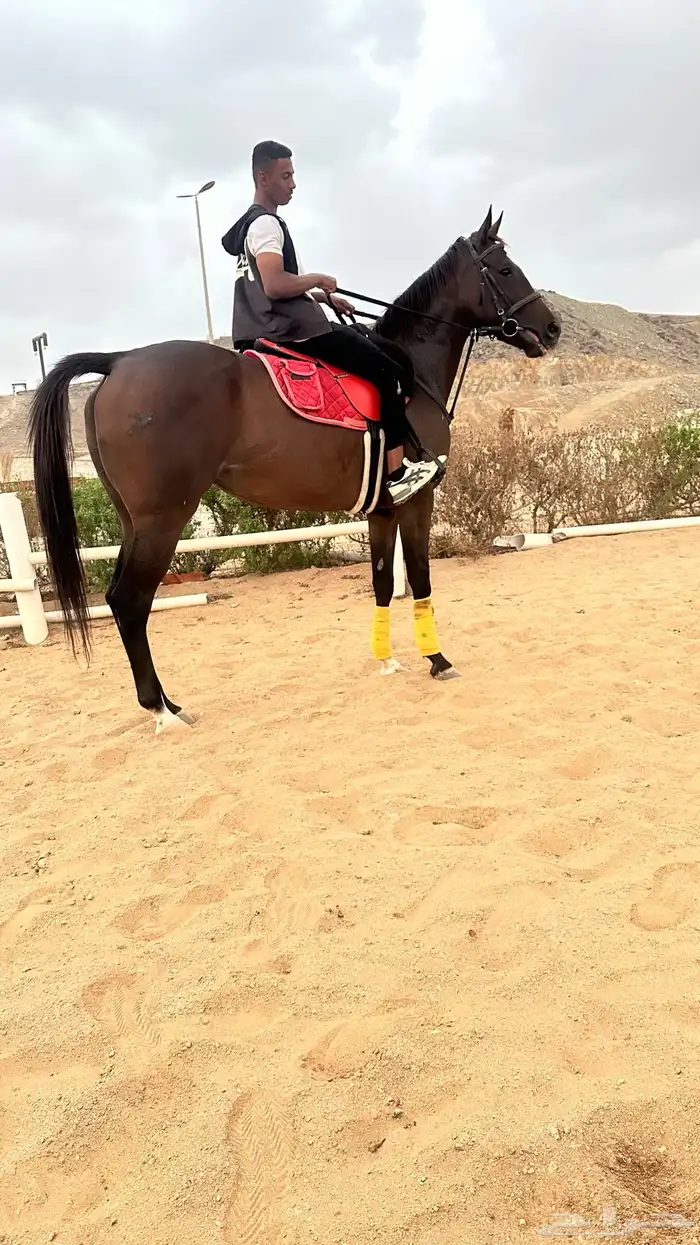 فرنس انجليزيه 6