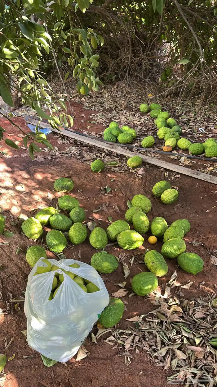 يوجد ليمون حالي و ترنج سكاكا مع توصيل 1