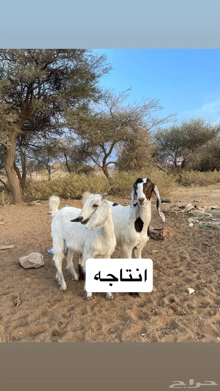 تيس فحل للبيع 5