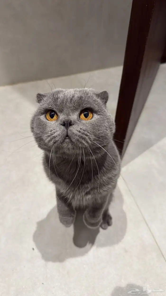 سكوتش فولد ذكر ((للتزاوج فقط)) 3