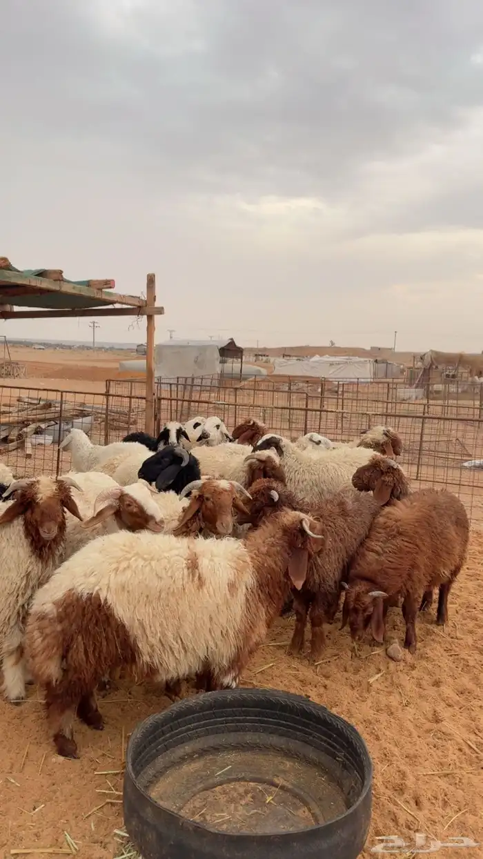 خرفان العدد 25 ( بريدة) 2