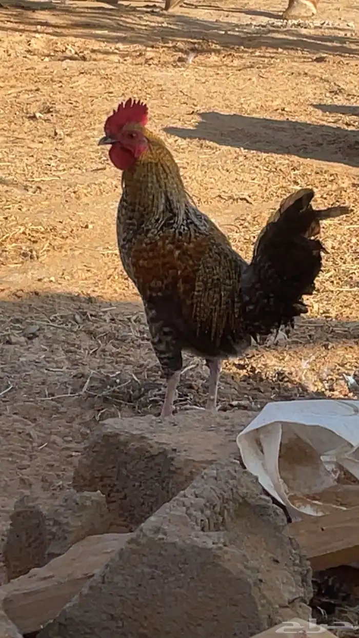 ديوك فيومي. و بلدي 7