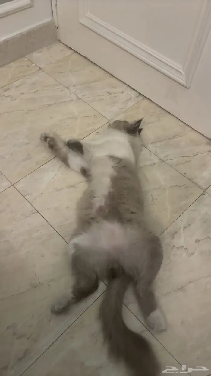 قطو هملايا للتبني 4