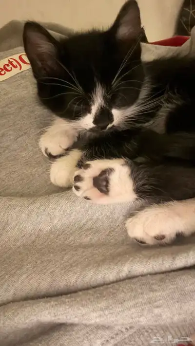 قط للتبني index