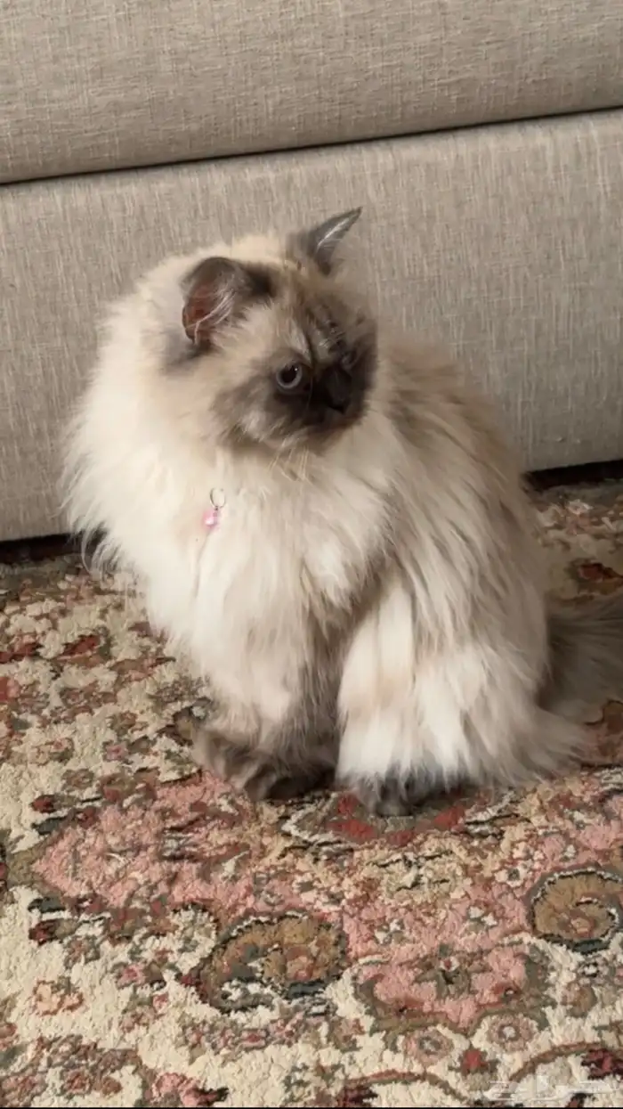 بسه هملايا البيع (مستعجل) 0