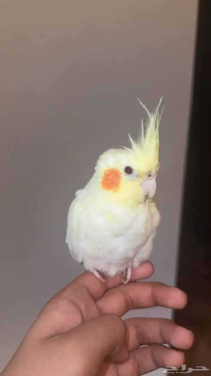 أنثى كروان لاتينيو 0