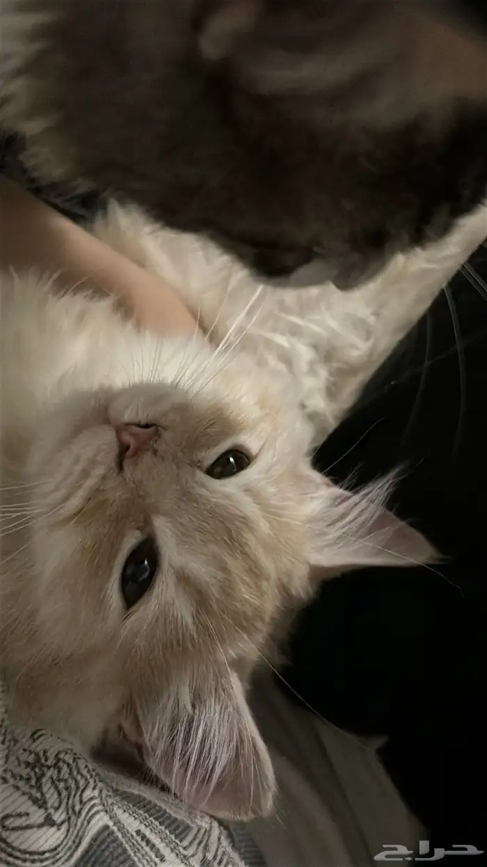 قطط للتبني 3