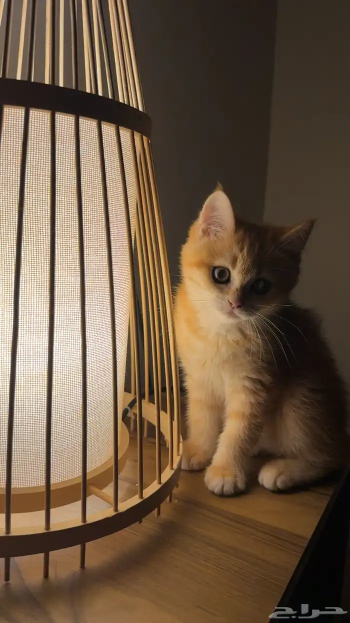 سكوتش ستريت ny24 ( متوفر تابي ) 0