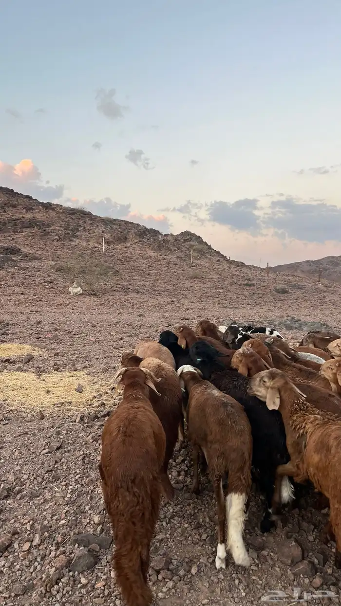 طليان سواكن حمري جادعان مرابى شرط مناسبات زواجات 23