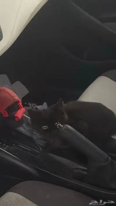 قطوه للتبني index