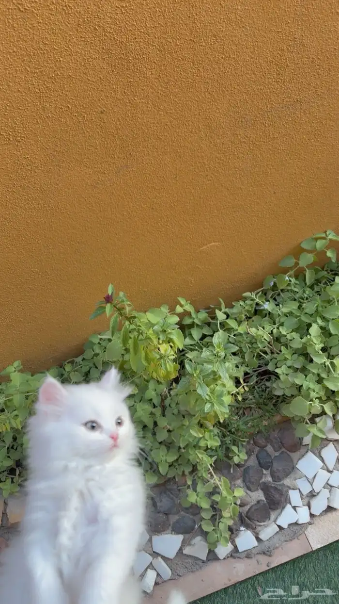 قطط للبيع شيرازي بعمر شهرين 0