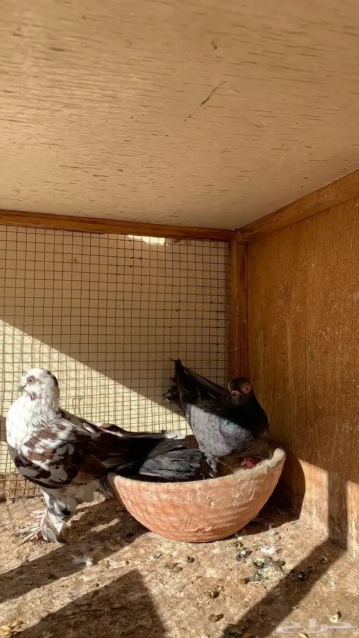 حمام للبيع 0