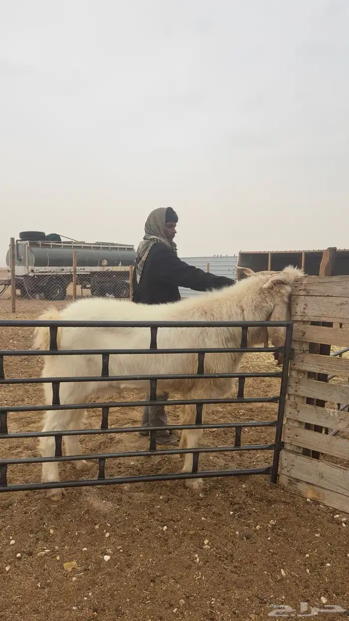 تيس فحل مشروك ابيض 0