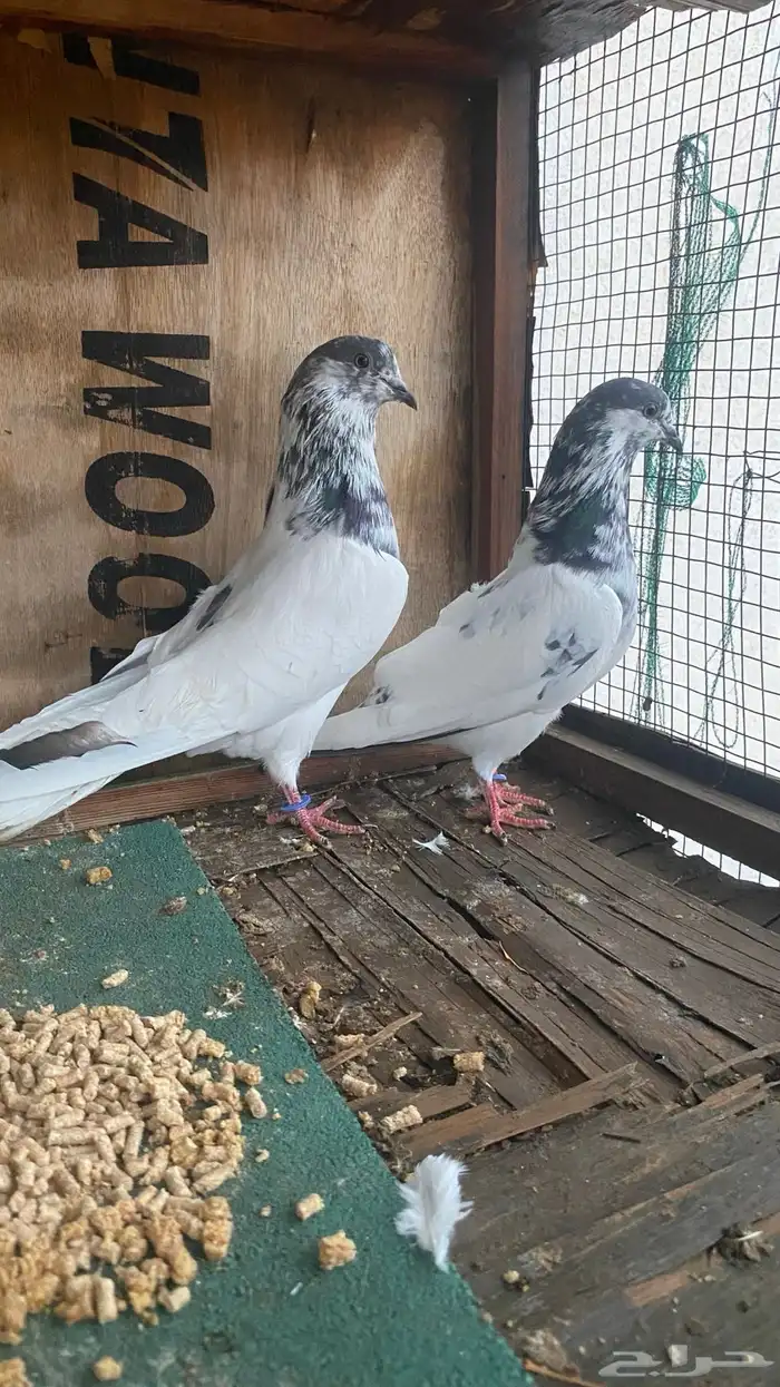 جوز بتيراء بعياله 8