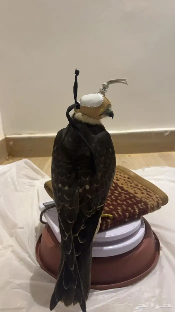 بكه تم البيع 2