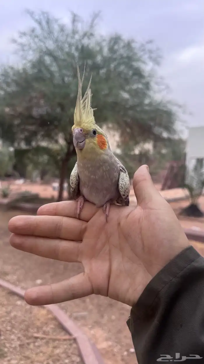 انثى كروان اليفه منتجه 1