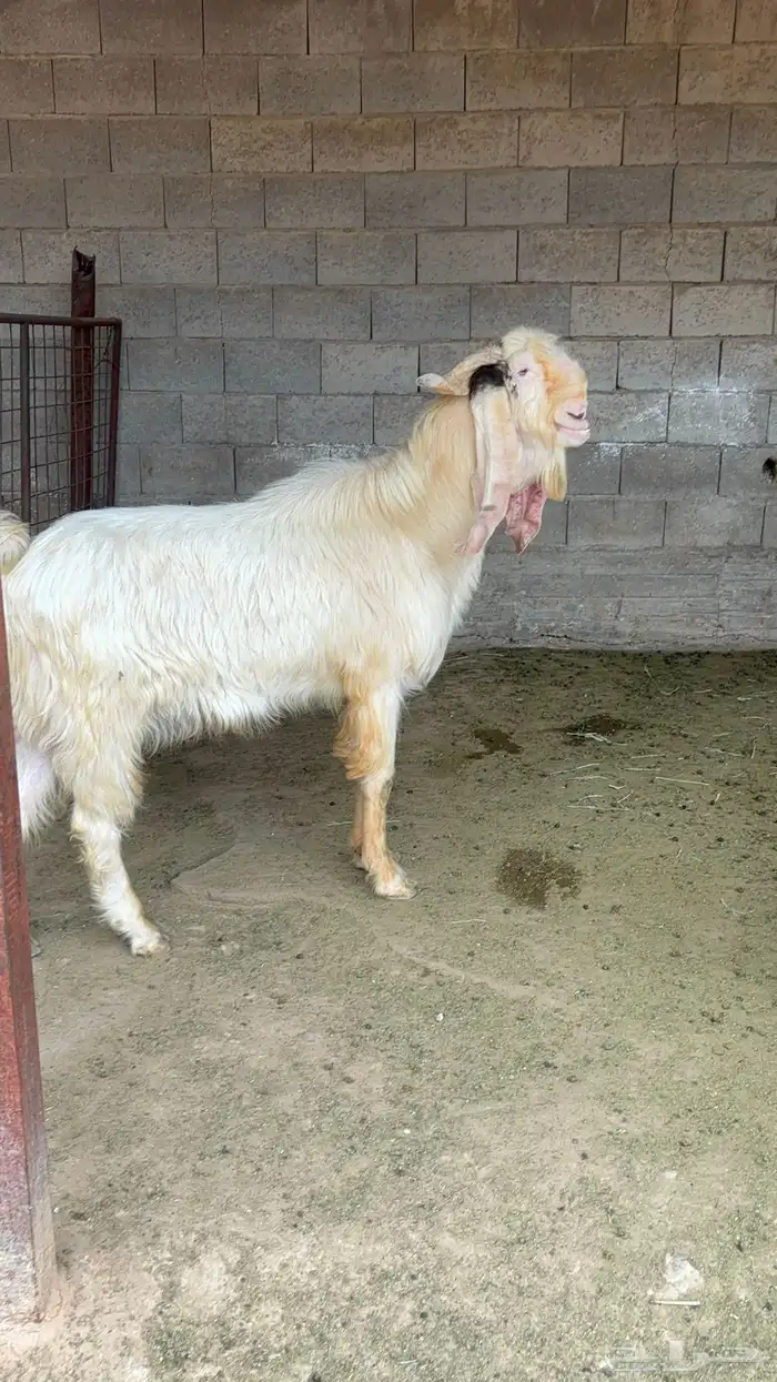 فحل مشروك ابيض 2