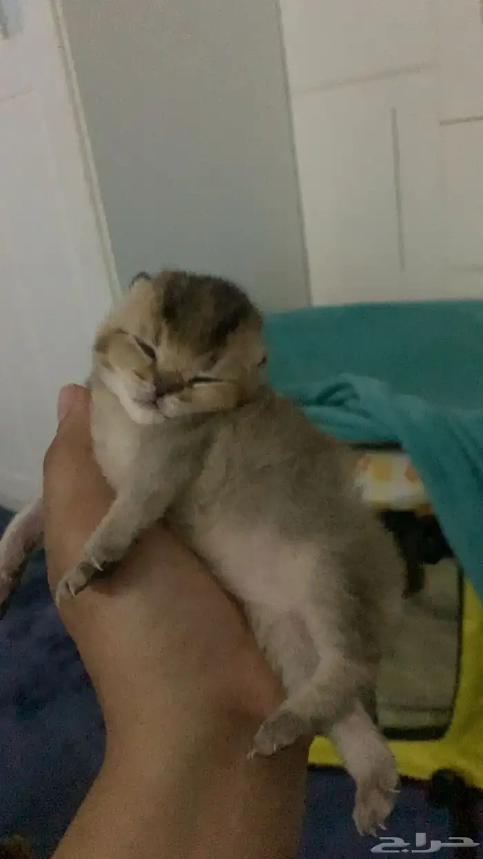 سكوتش قولد 1