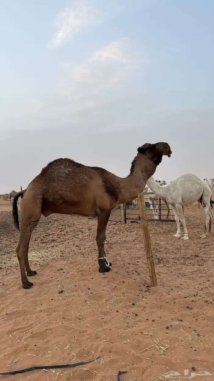 للبيع الفحل الكفو 2