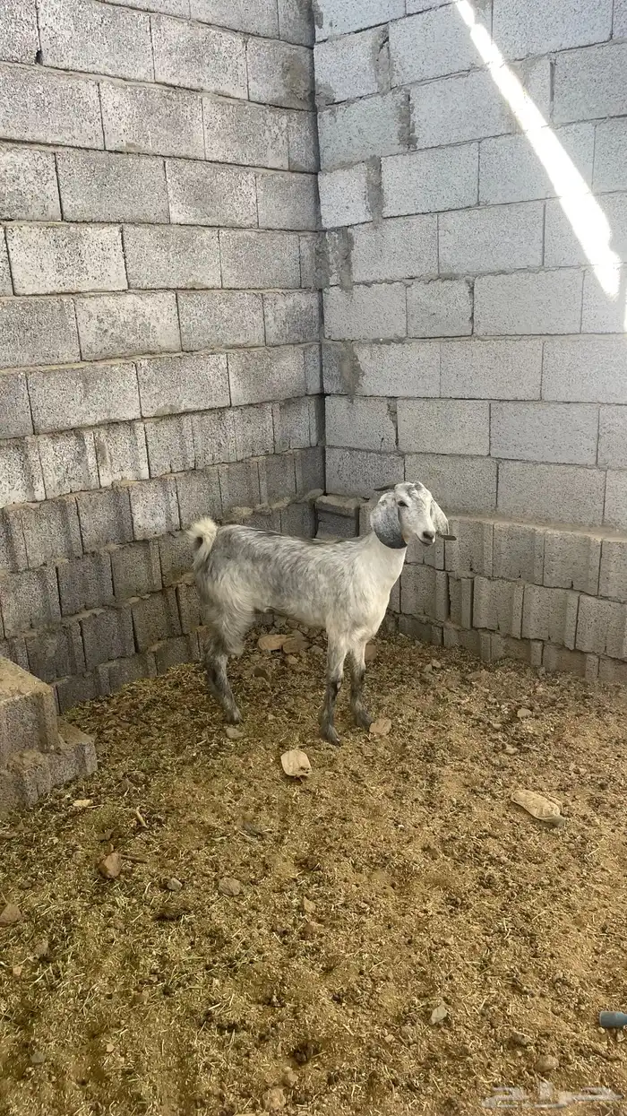 جفره ذبيحه 1