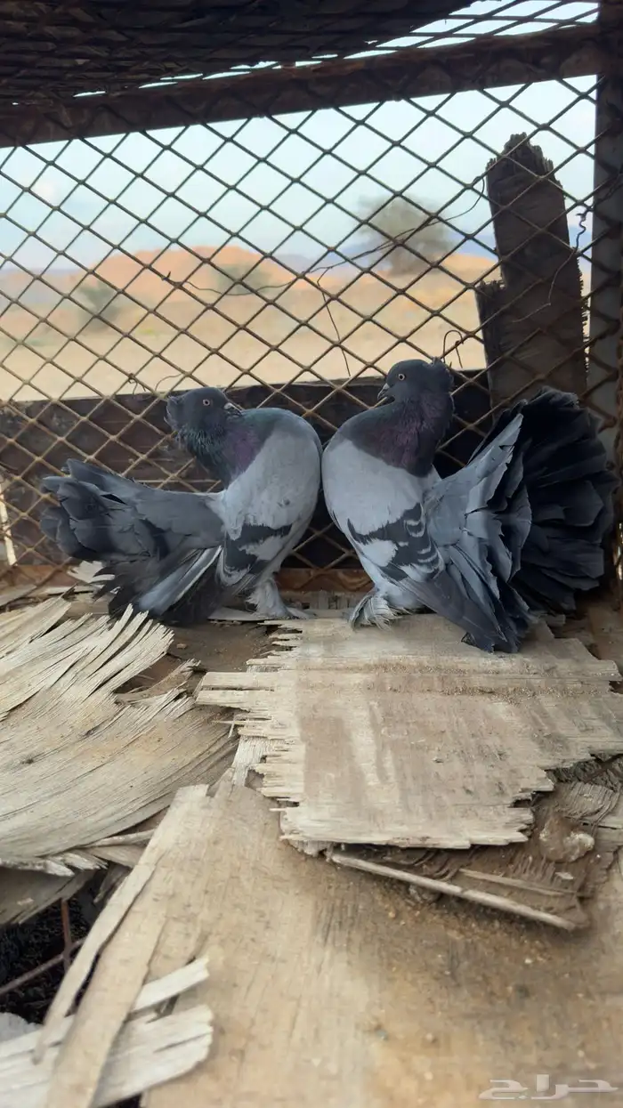 للبيع رقاص هندي 1