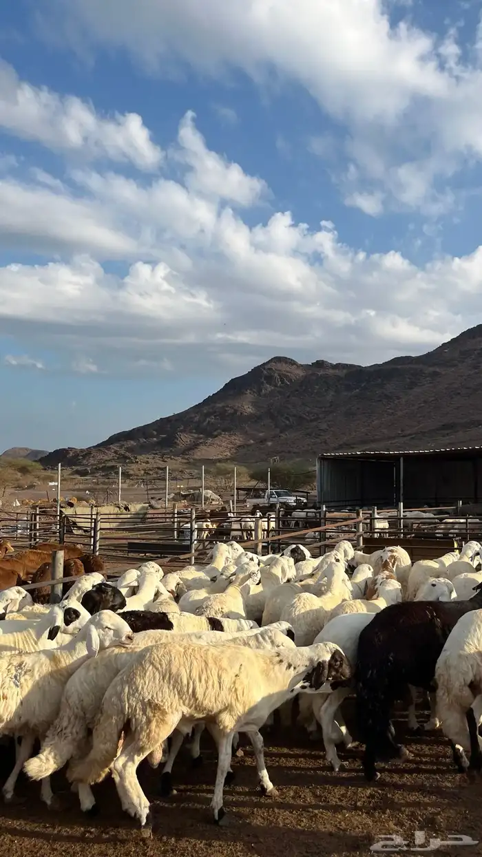 طليان سواكن جادعان شبيه الحري 4