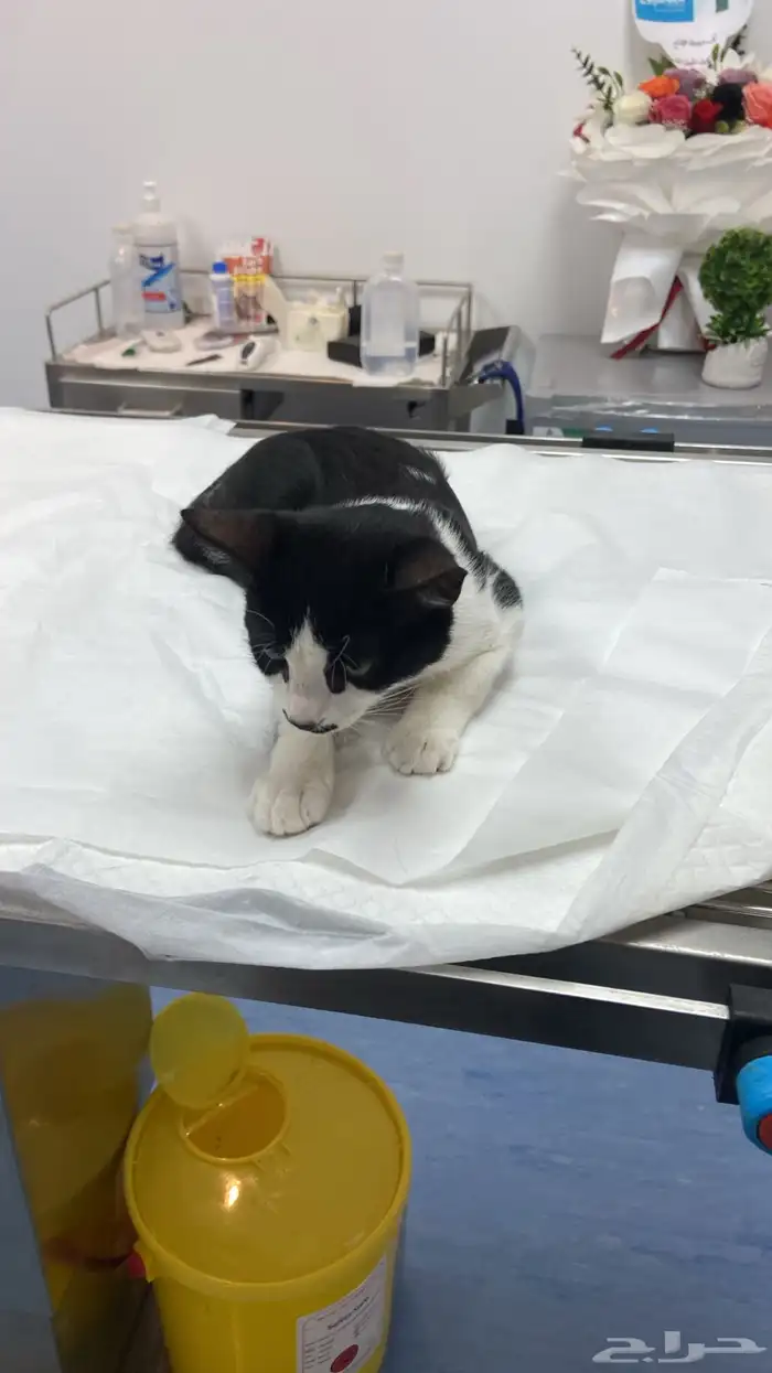 قطي يحتاج متبرعين 0