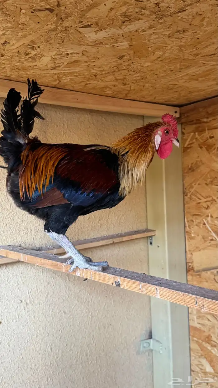 دجاج عربي ترثه اصيل فري 4